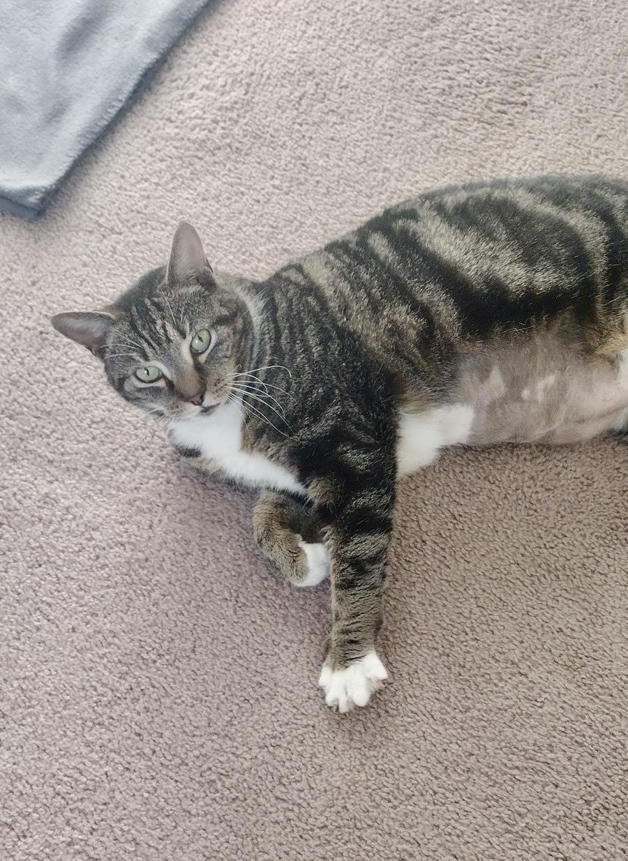 MIA, a Adoptable mixed breed in Churchville, PA image 1/5