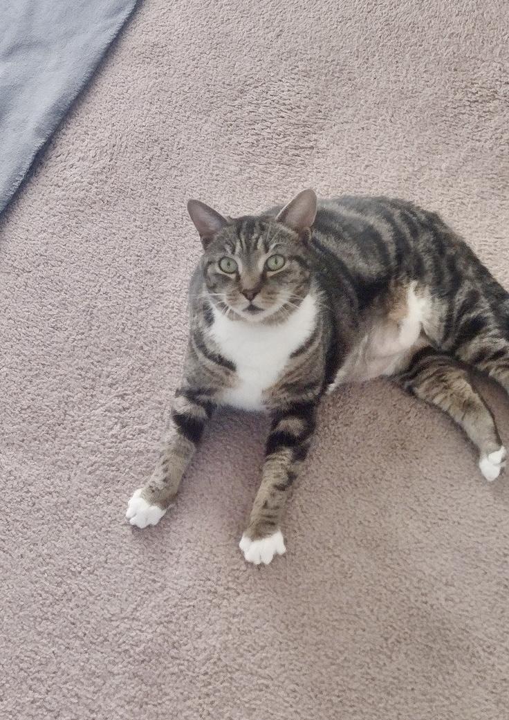 MIA, Adoptable, Young Female Tabby & Tuxedo.