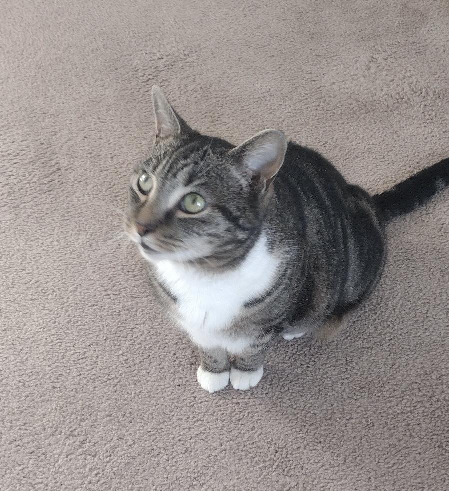 MIA, a Adoptable mixed breed in Churchville, PA image 4/5