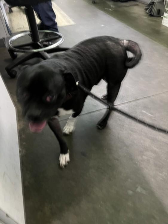 Enlarge SPARKY, a Adoptable mixed breed in Los Angeles, CA image 1/1