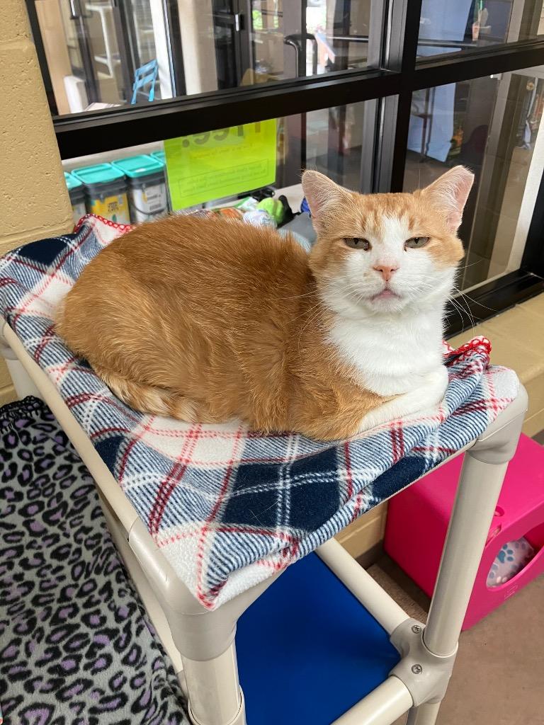 Enlarge Pickle Chip, a Adoptable mixed breed in Cincinnati, OH image 2/6