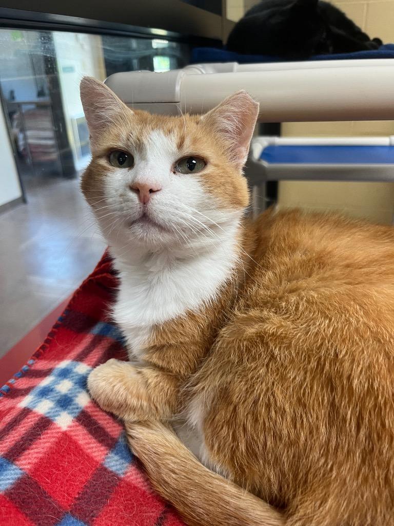 Enlarge Pickle Chip, a Adoptable mixed breed in Cincinnati, OH image 3/6