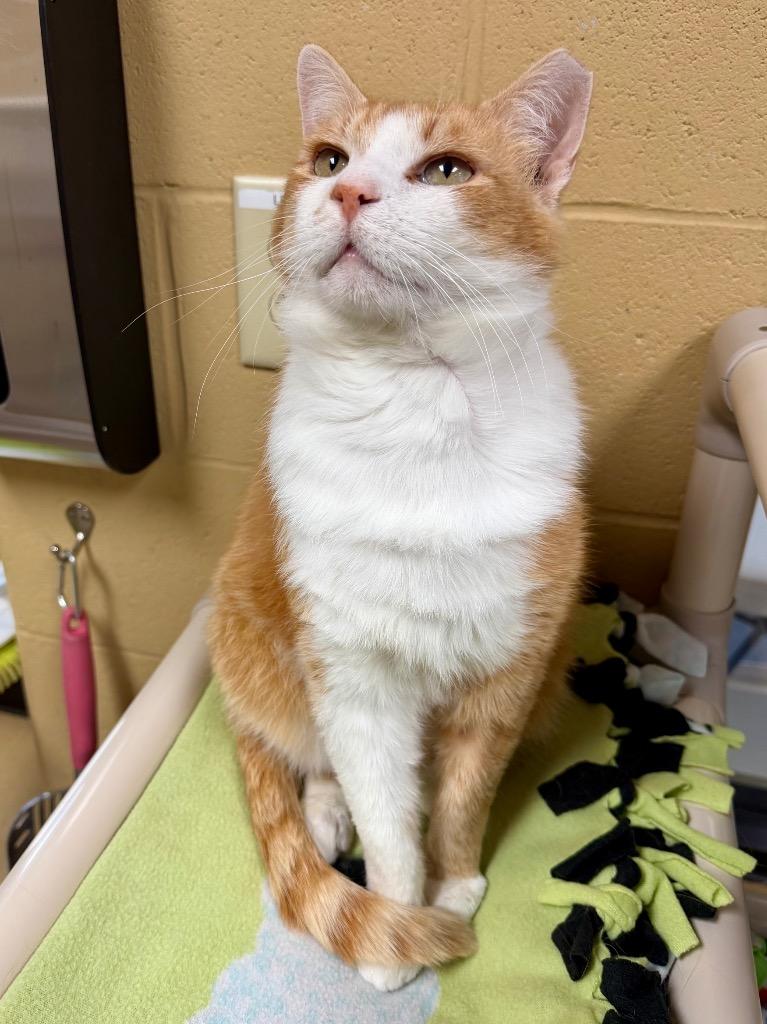 Enlarge Pickle Chip, a Adoptable mixed breed in Cincinnati, OH image 4/6