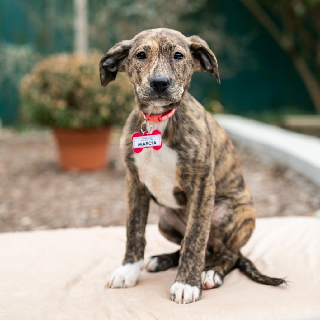 Marcia, Adoptable, Puppy Female Hound.