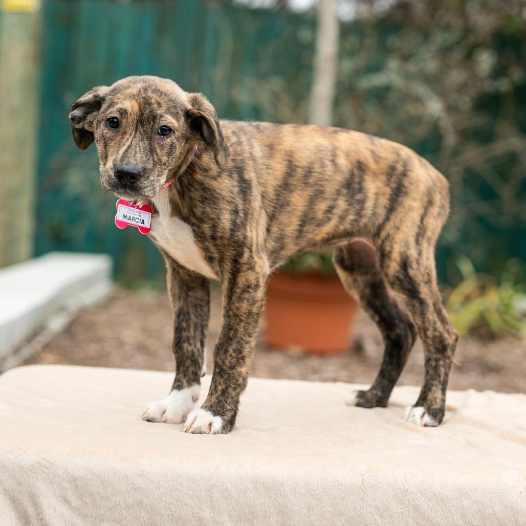 Enlarge Marcia, a Adoptable Hound in Wake Forest, NC image 4/6