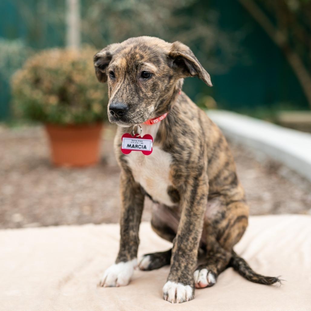 Enlarge Marcia, a Adoptable Hound in Wake Forest, NC image 5/6