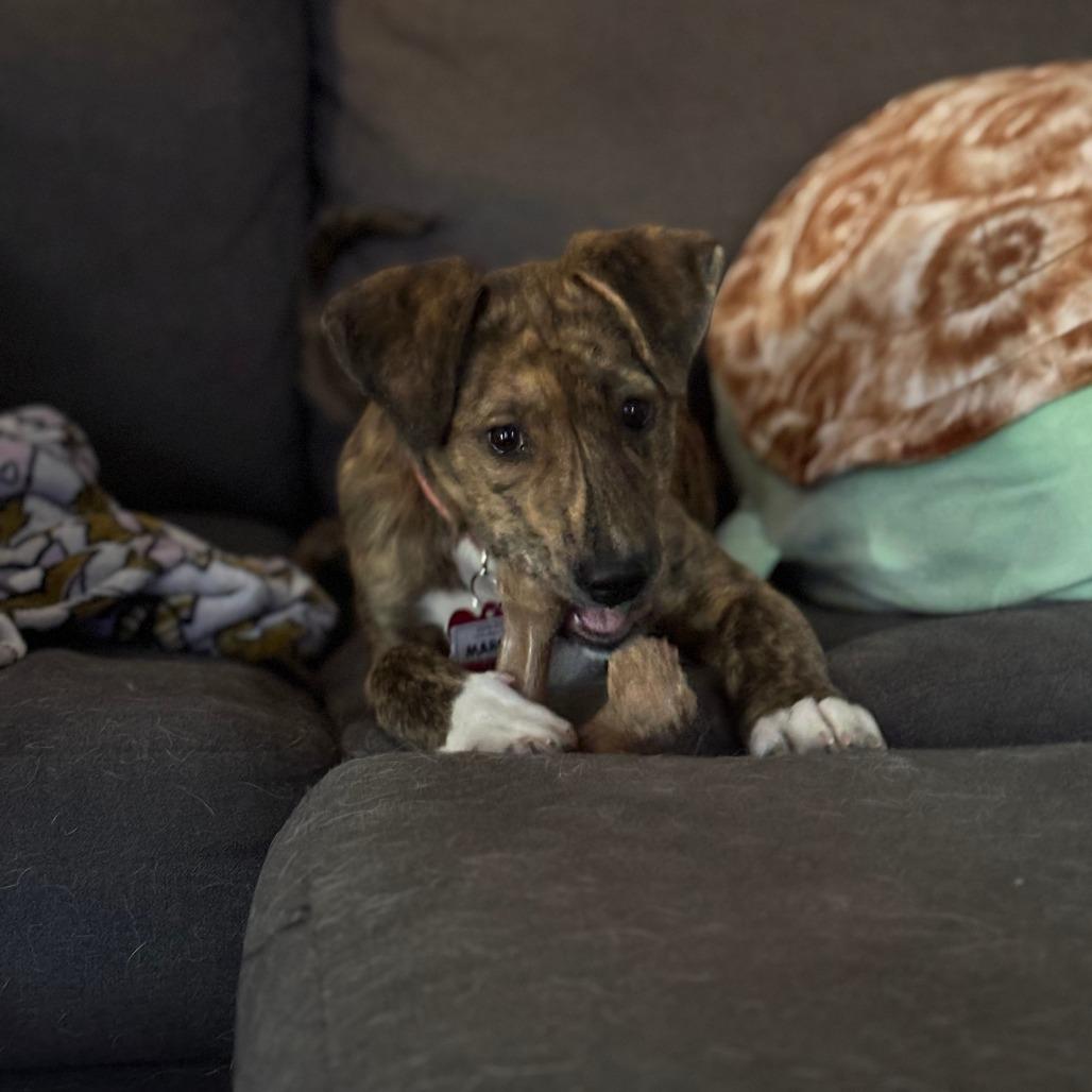 Enlarge Marcia, a Adoptable Hound in Wake Forest, NC image 6/6