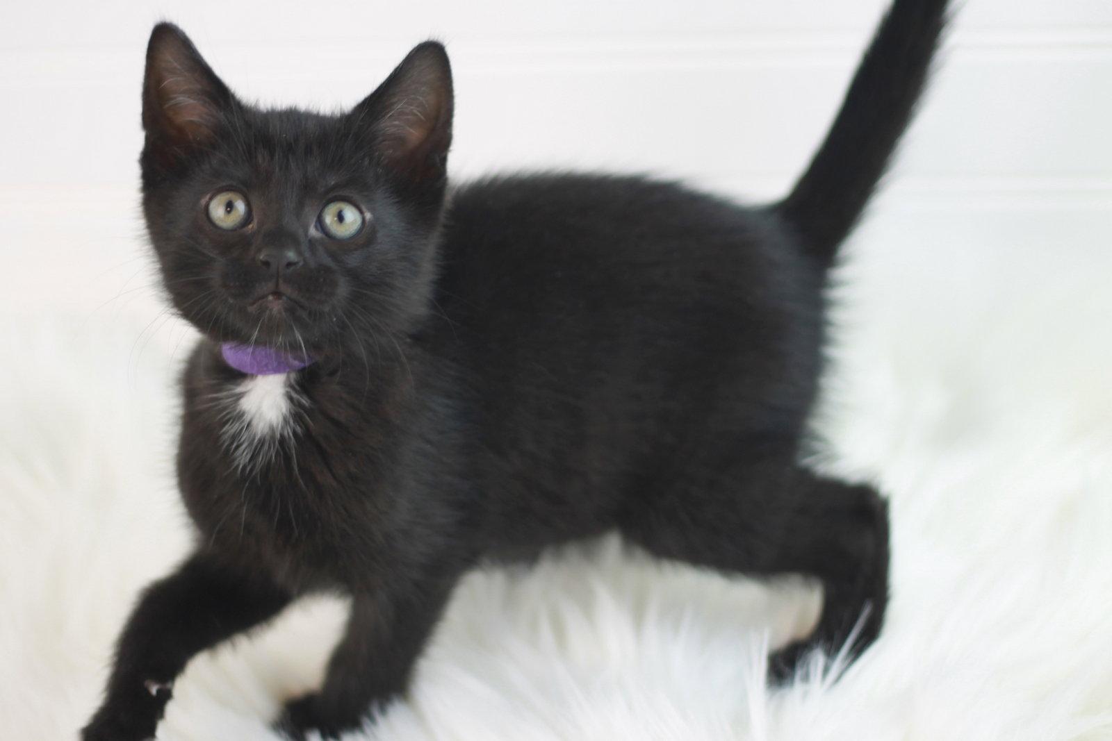 Boxty - MEET ME @ PETCO 5/2!, Adoptable, Kitten Female Domestic Short Hair.