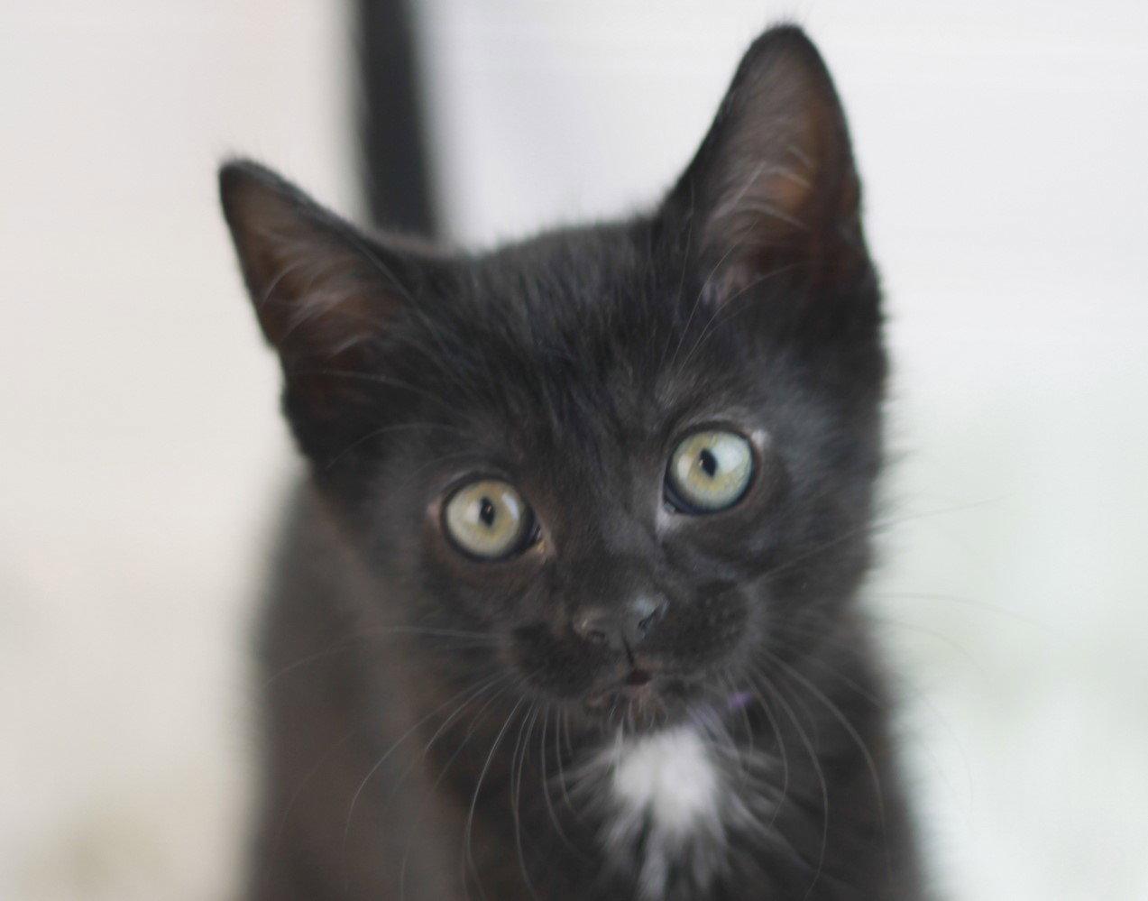Enlarge Boxty - MEET ME @ PETCO 5/2!, a Adoptable Domestic Short Hair in Cookeville, TN image 2/3