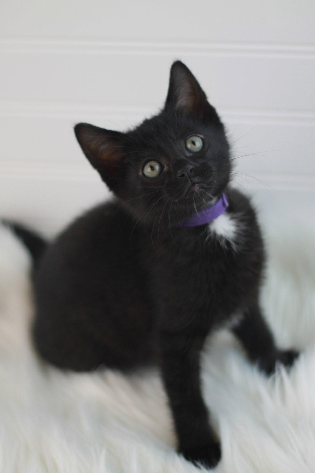 Enlarge Boxty - MEET ME @ PETCO 5/2!, a Adoptable Domestic Short Hair in Cookeville, TN image 3/3