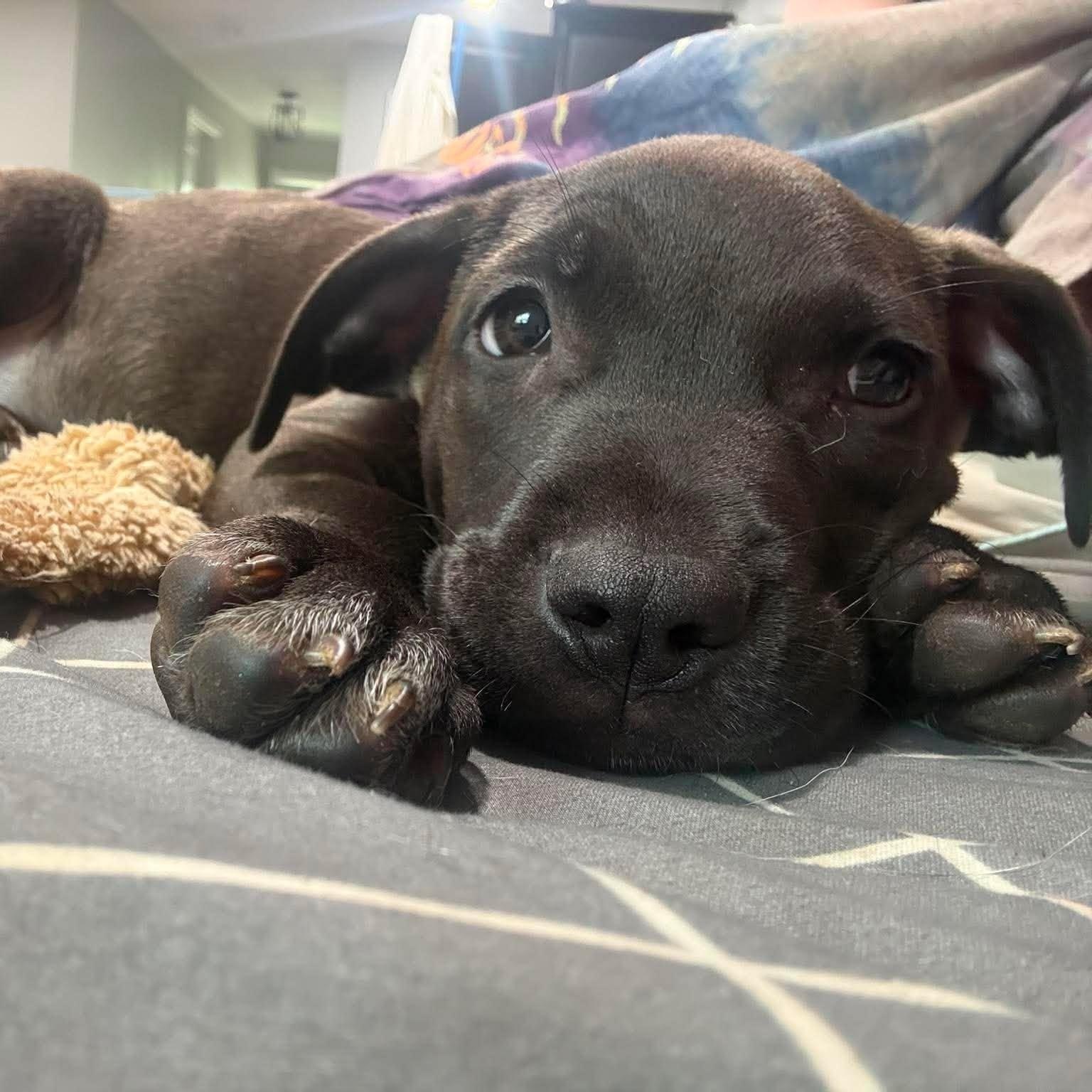 Chip, Adoptable, Puppy Male Pit Bull Terrier & Labrador Retriever.
