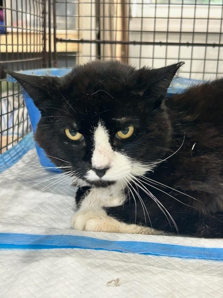 Harry Hempstead, Adoptable, Adult Male Domestic Short Hair.