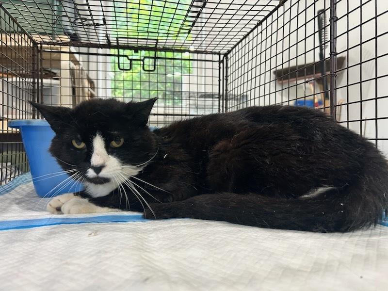 Enlarge Harry Hempstead, a Adoptable mixed breed in Westbury, NY image 2/2