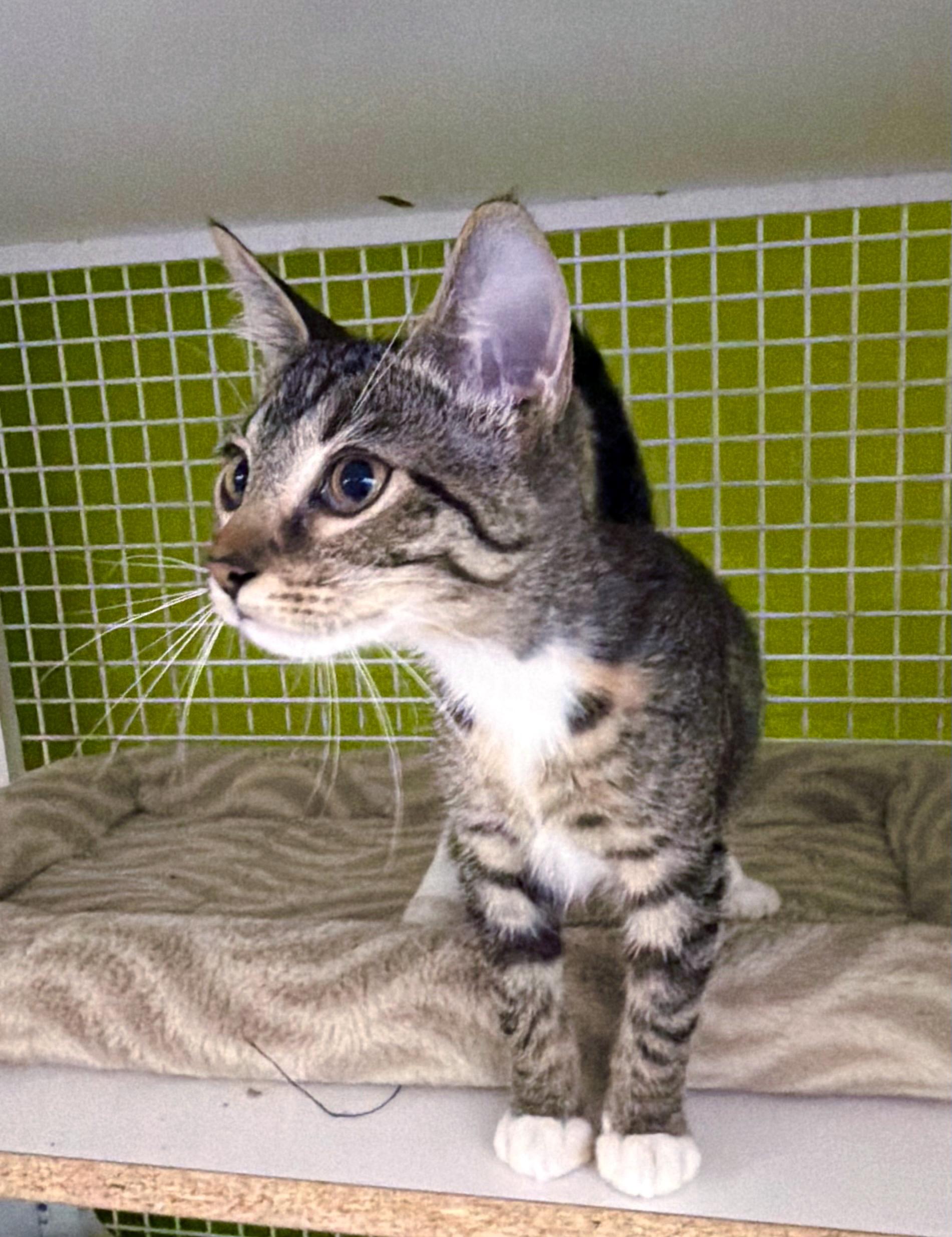 River, a ADOPTABLE mixed breed in Lake Monroe, FL image 5/6