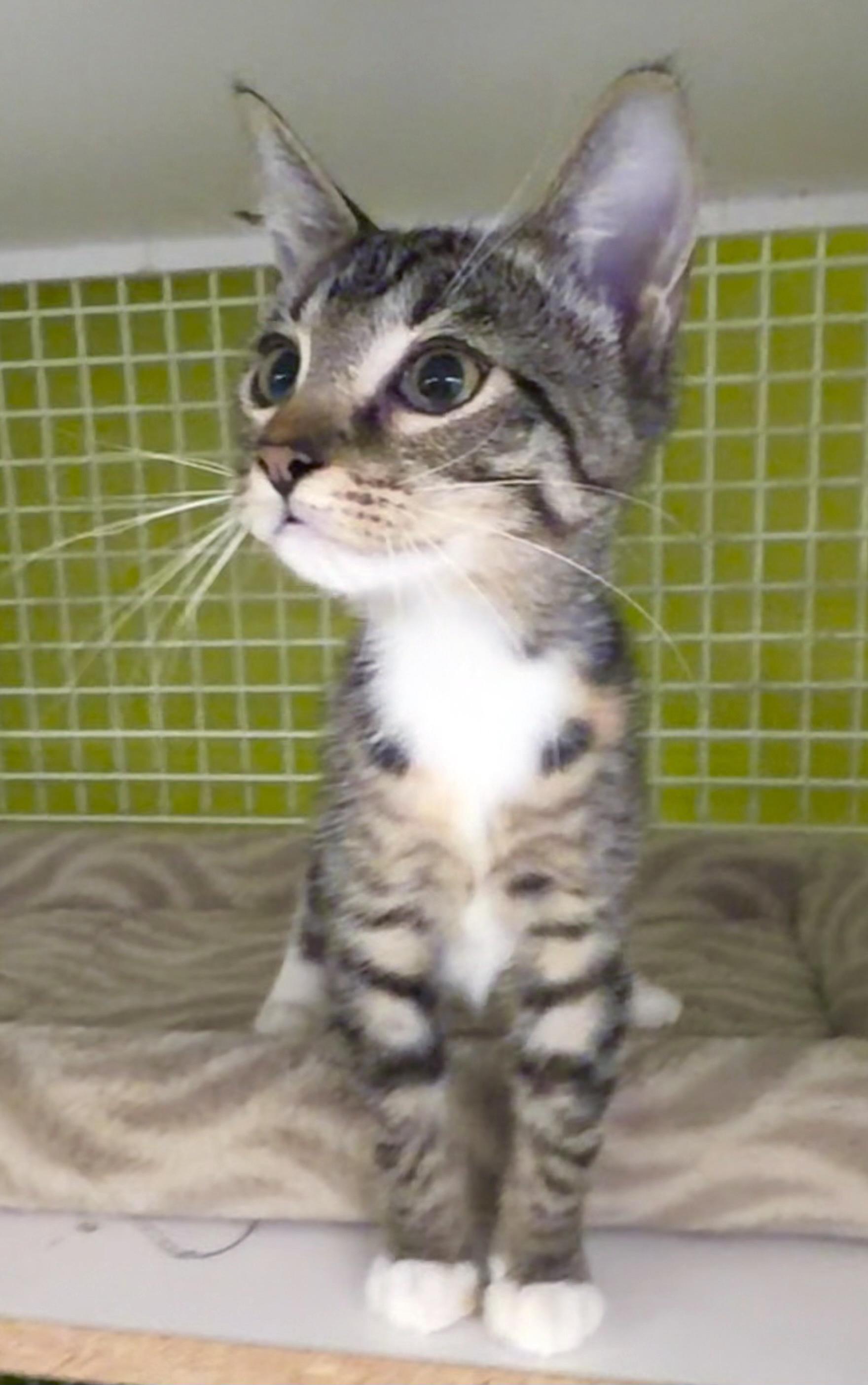 River, a ADOPTABLE mixed breed in Lake Monroe, FL image 2/6