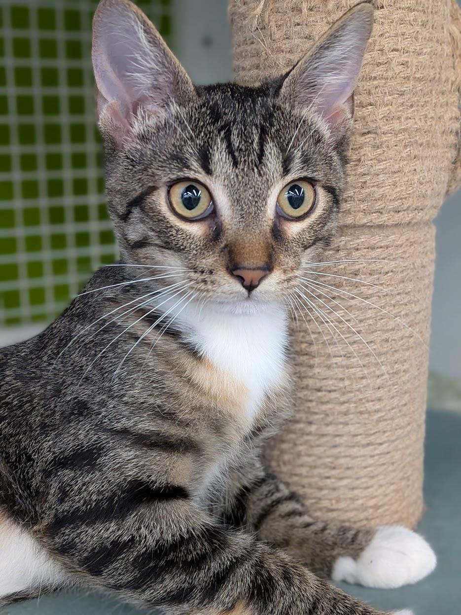 River, ADOPTABLE, Kitten Female Domestic Short Hair & Tiger.