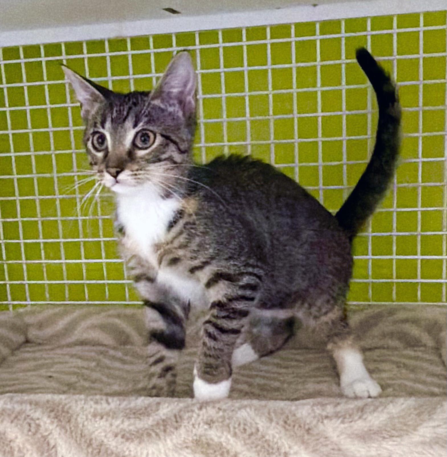 River, a ADOPTABLE mixed breed in Lake Monroe, FL image 3/6