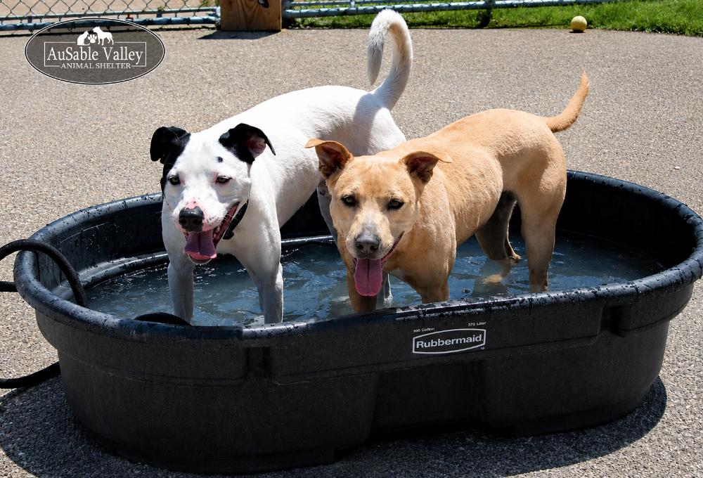 Enlarge Selena, a ADOPTABLE mixed breed in Grayling, MI image 6/6