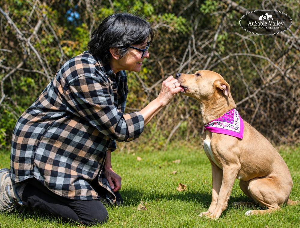 Enlarge Selena, a ADOPTABLE mixed breed in Grayling, MI image 3/6