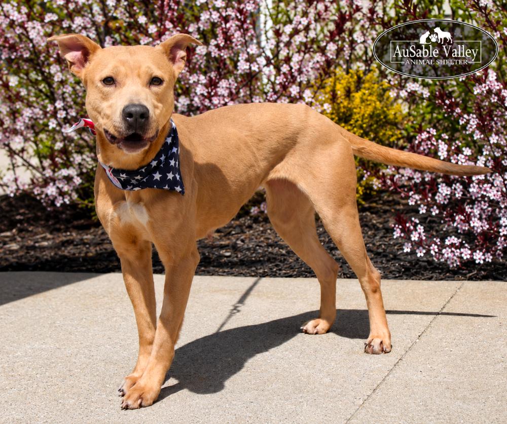 Enlarge Selena, a ADOPTABLE mixed breed in Grayling, MI image 2/6