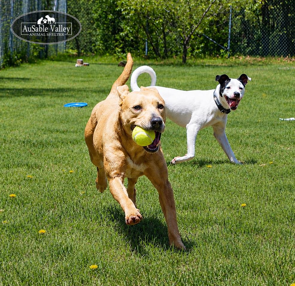 Enlarge Selena, a ADOPTABLE mixed breed in Grayling, MI image 5/6
