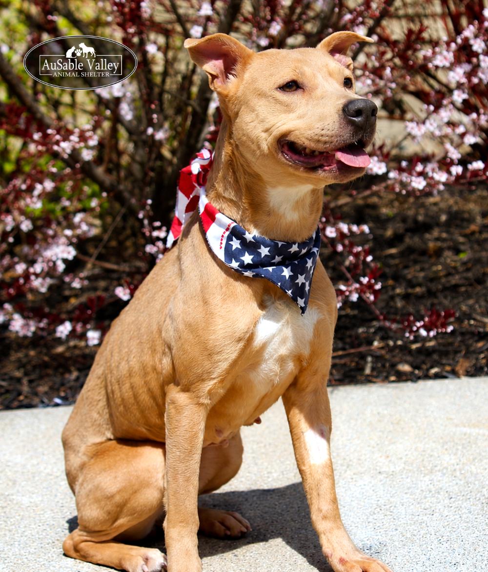 Enlarge Selena, a ADOPTABLE mixed breed in Grayling, MI image 1/6