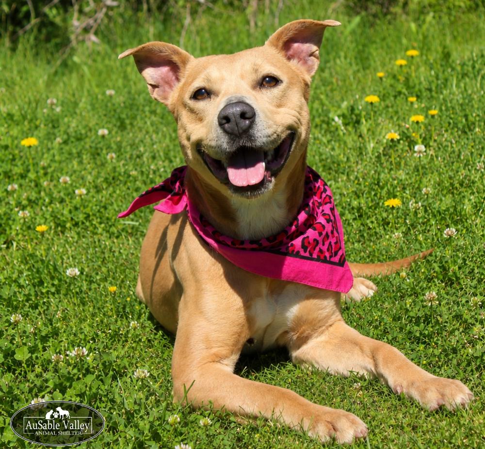 Enlarge Selena, a ADOPTABLE mixed breed in Grayling, MI image 1/6