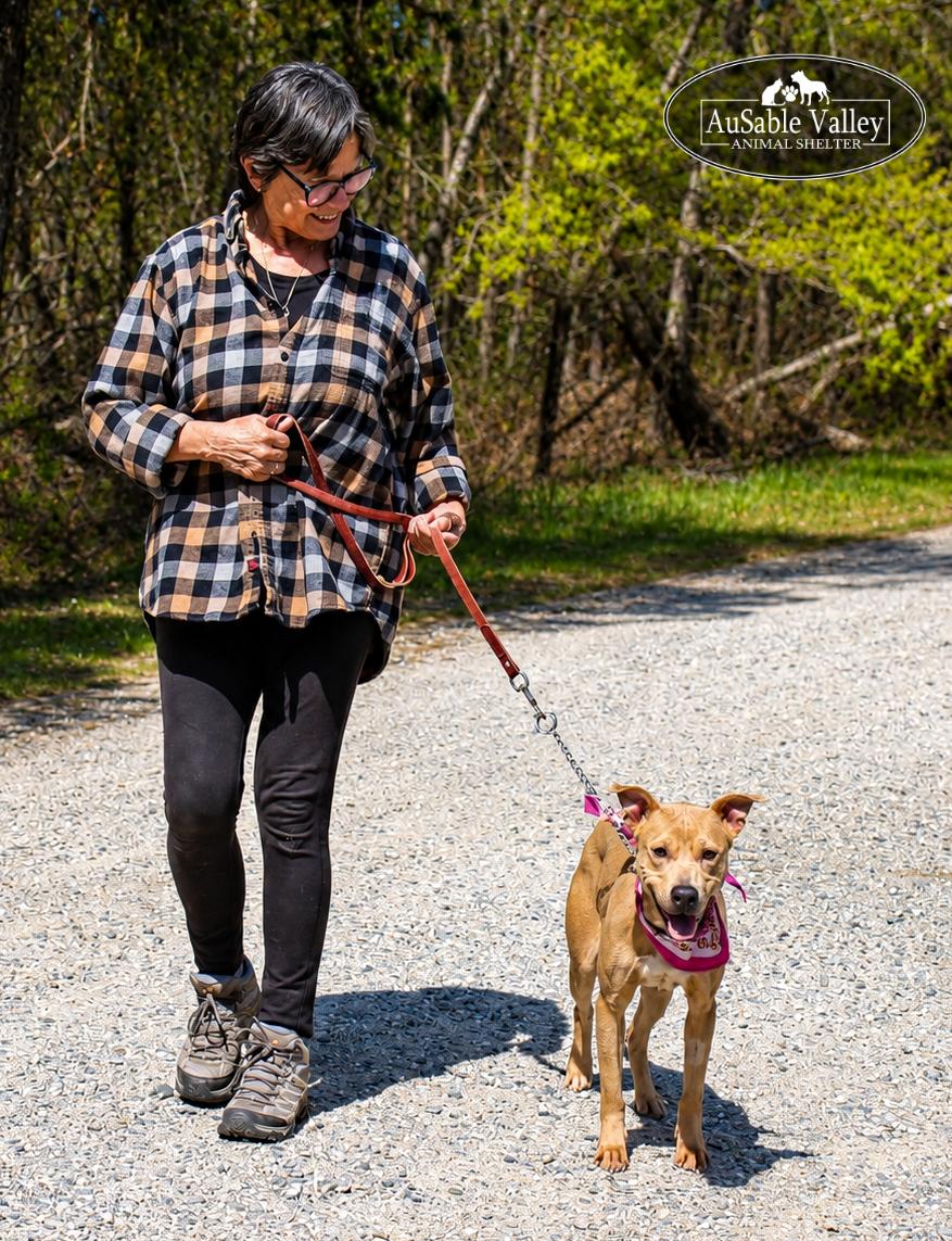 Enlarge Selena, a ADOPTABLE mixed breed in Grayling, MI image 4/6