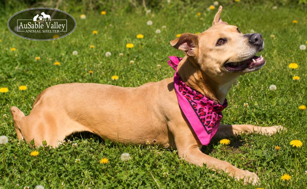 Enlarge Selena, a ADOPTABLE mixed breed in Grayling, MI image 3/6