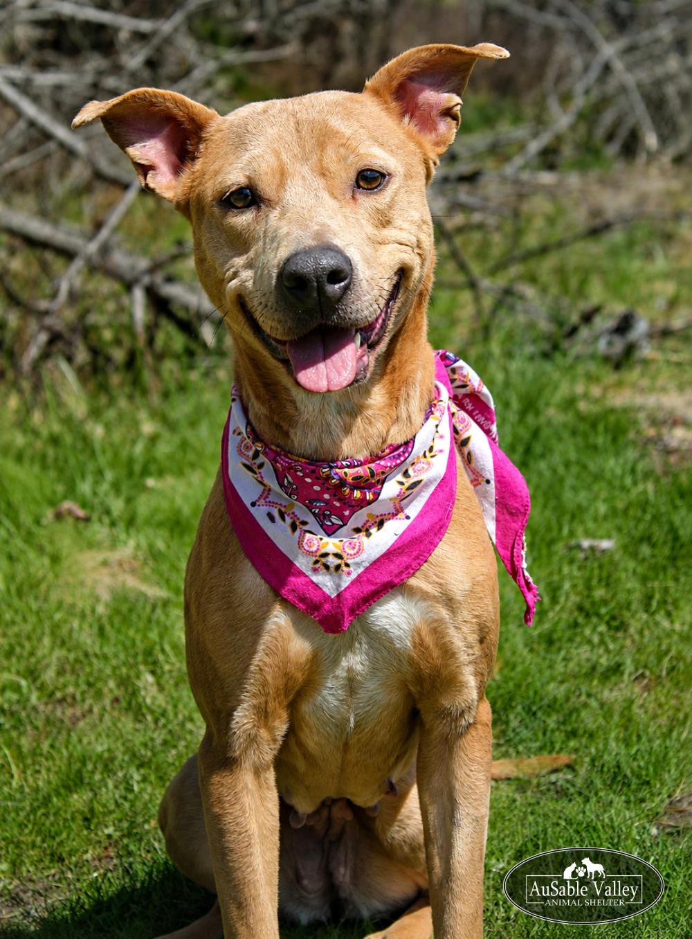 Enlarge Selena, a ADOPTABLE mixed breed in Grayling, MI image 5/6