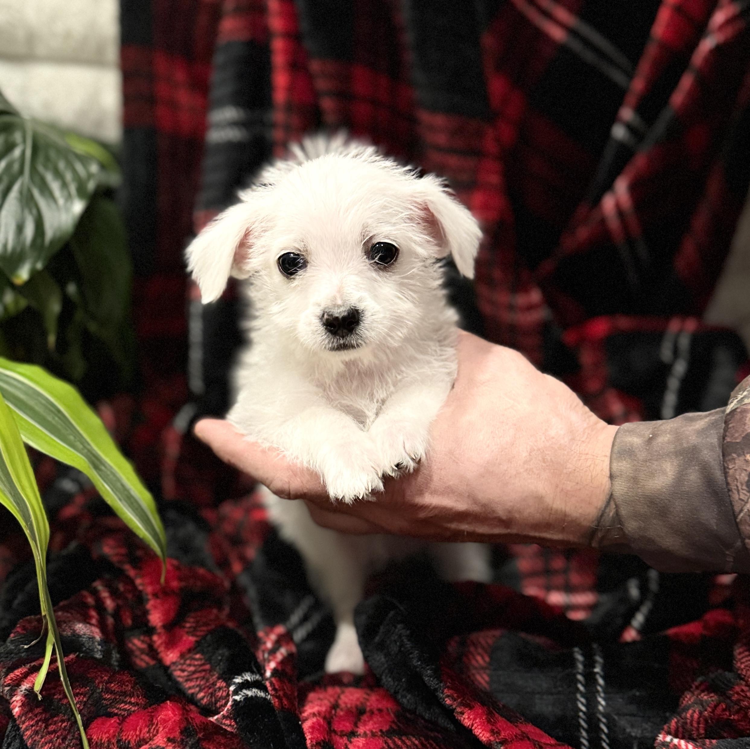 Ella, ADOPTABLE, Puppy Female Miniature Poodle & Chihuahua.