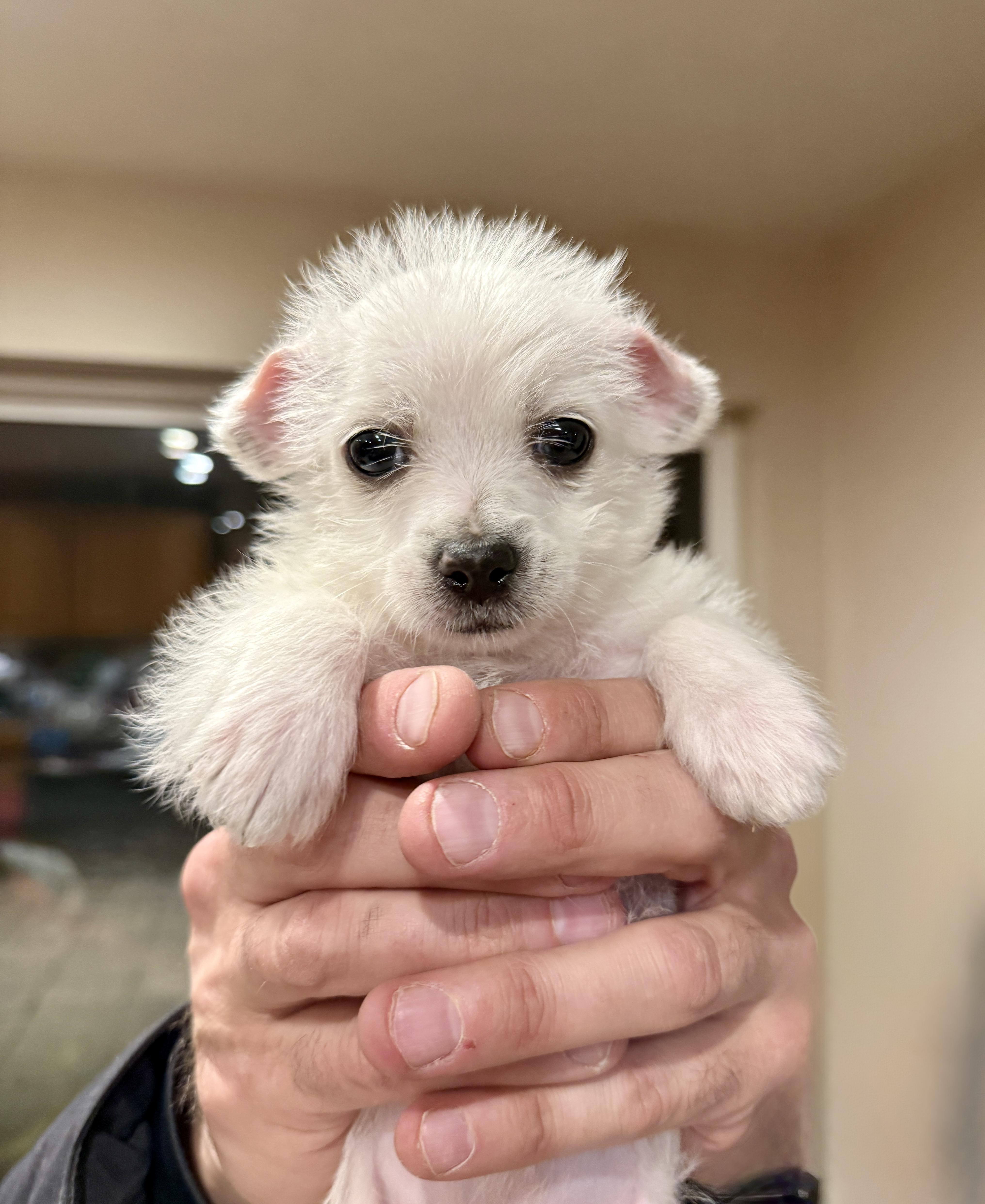 Enlarge Ella, a ADOPTABLE mixed breed in Hales corners, WI image 2/3