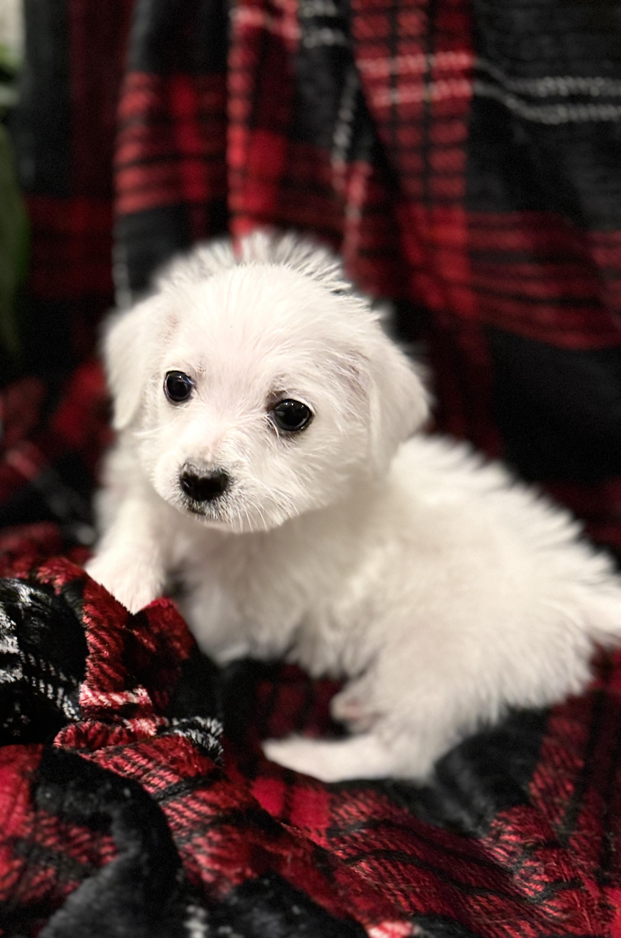 Enlarge Ella, a ADOPTABLE mixed breed in Hales corners, WI image 3/3