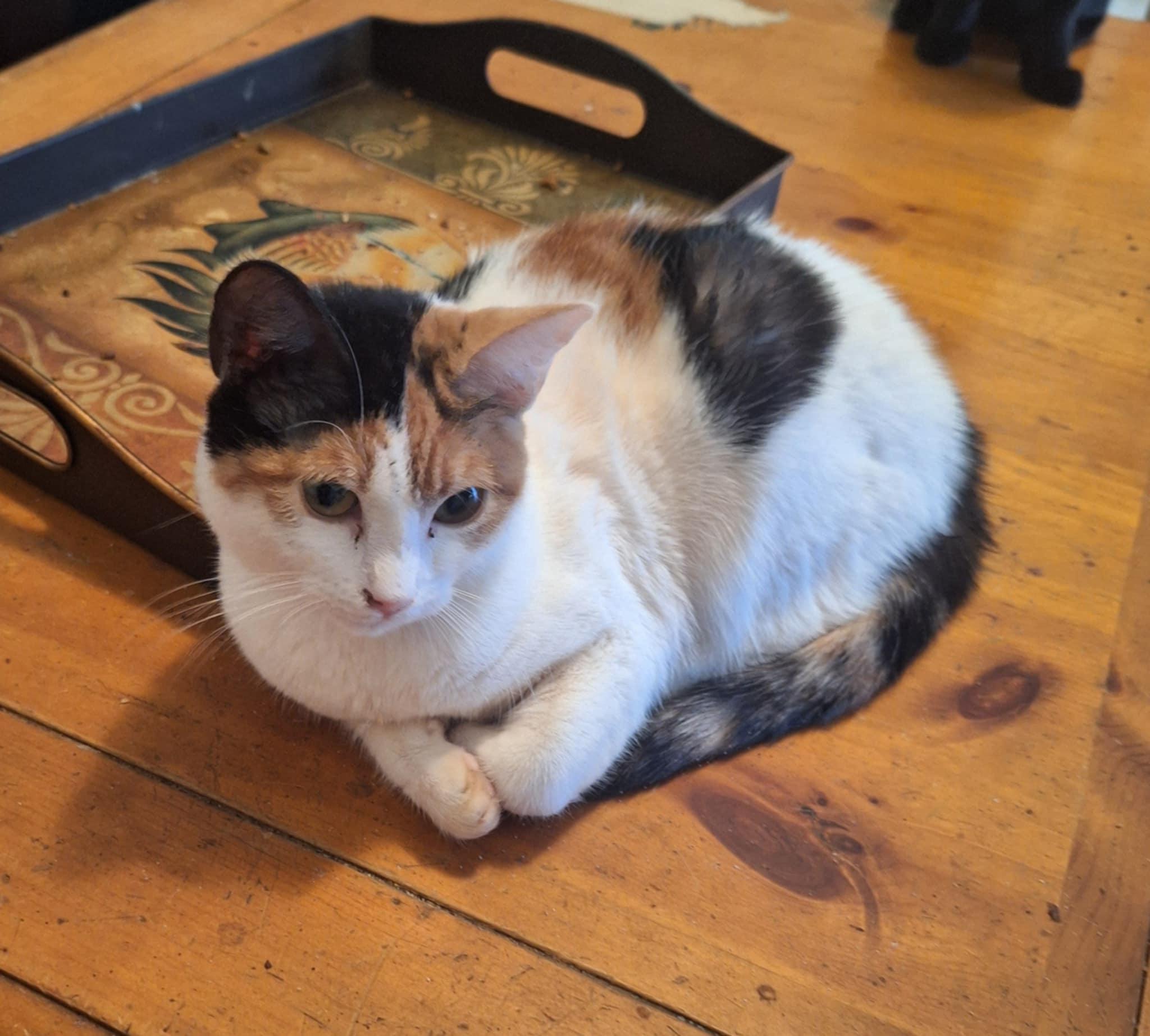 Boba, Adoptable, Adult Female Calico.