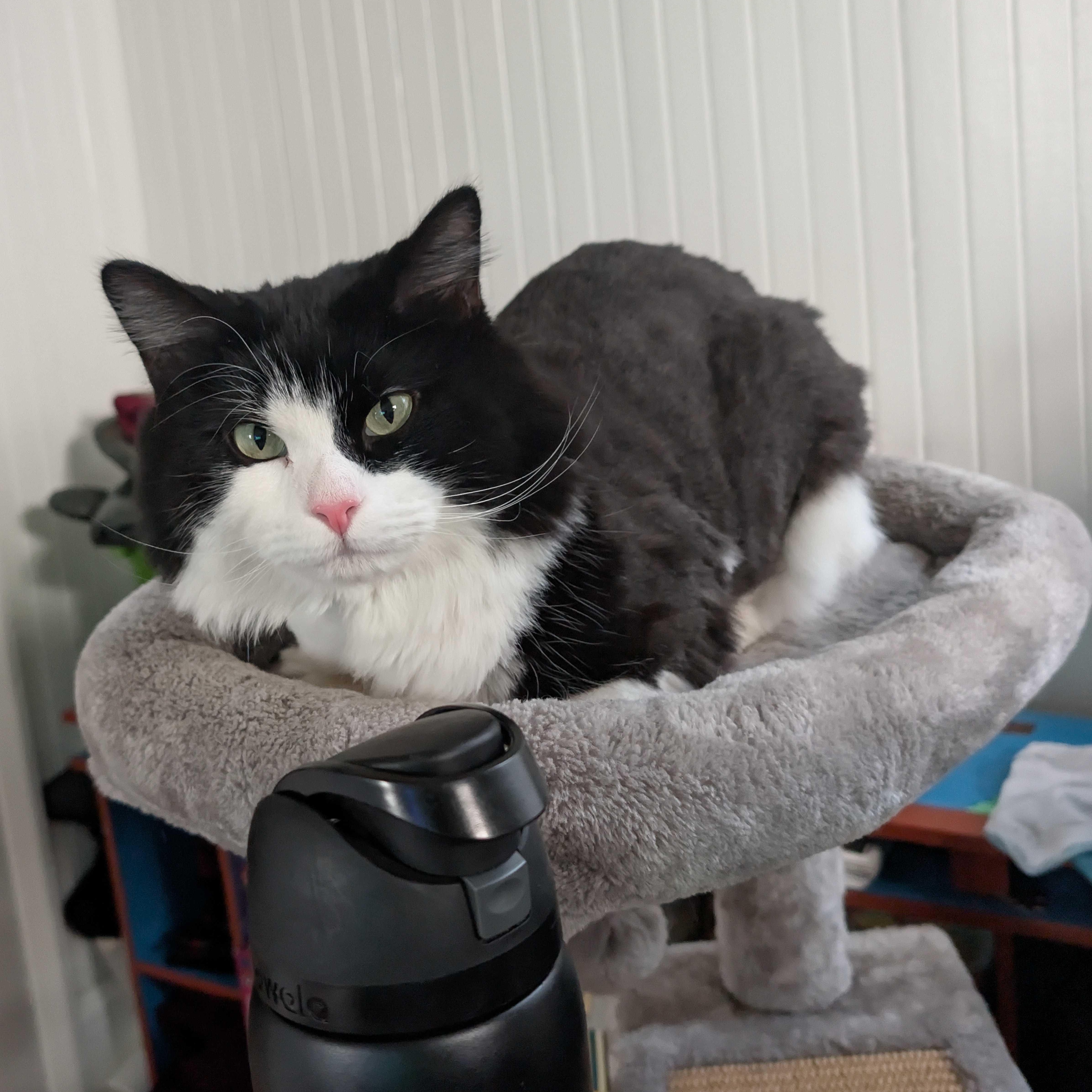 Moon, ADOPTABLE, Young Male Domestic Long Hair.