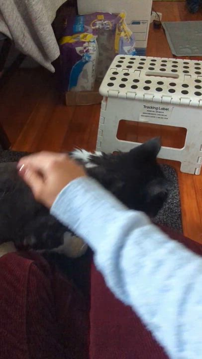 Enlarge Moon, a ADOPTABLE Domestic Long Hair in Waltham, MA video 3/3