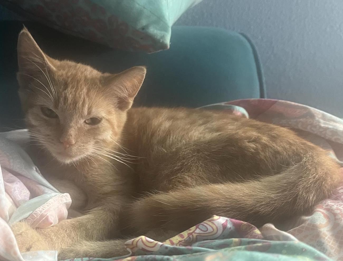 Enlarge Jalapeno - Orange boy, a Adoptable Domestic Short Hair in San Luis Obispo, CA image 1/3