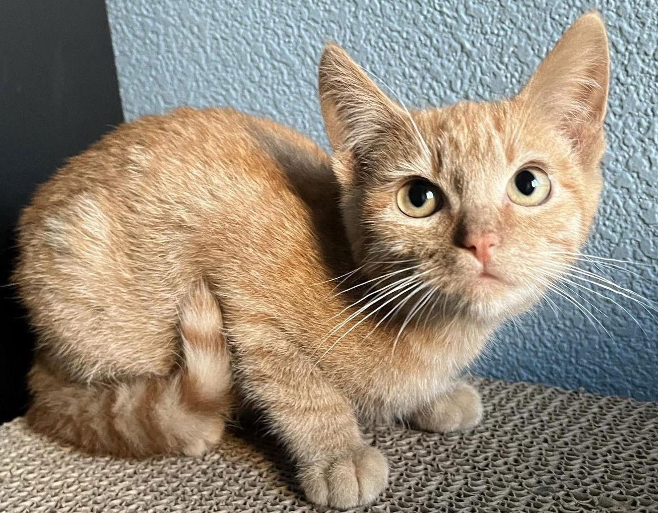 Enlarge Jalapeno - Orange boy, a Adoptable Domestic Short Hair in San Luis Obispo, CA image 3/3