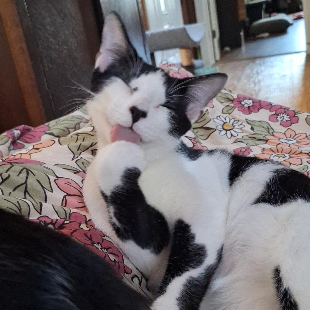 Onyx Ainsley-HA, Adoptable, Young Male Domestic Short Hair.