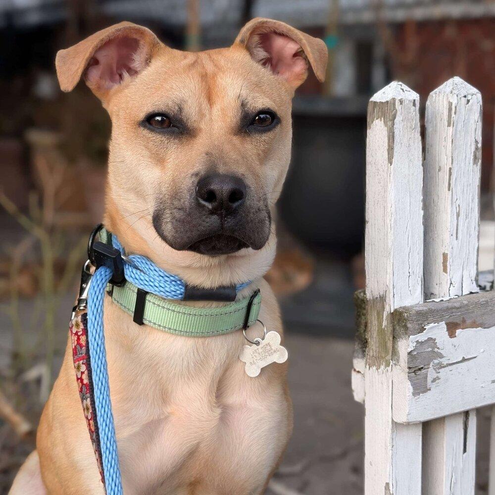 Dabney, Adoptable, Puppy Female Black Mouth Cur.