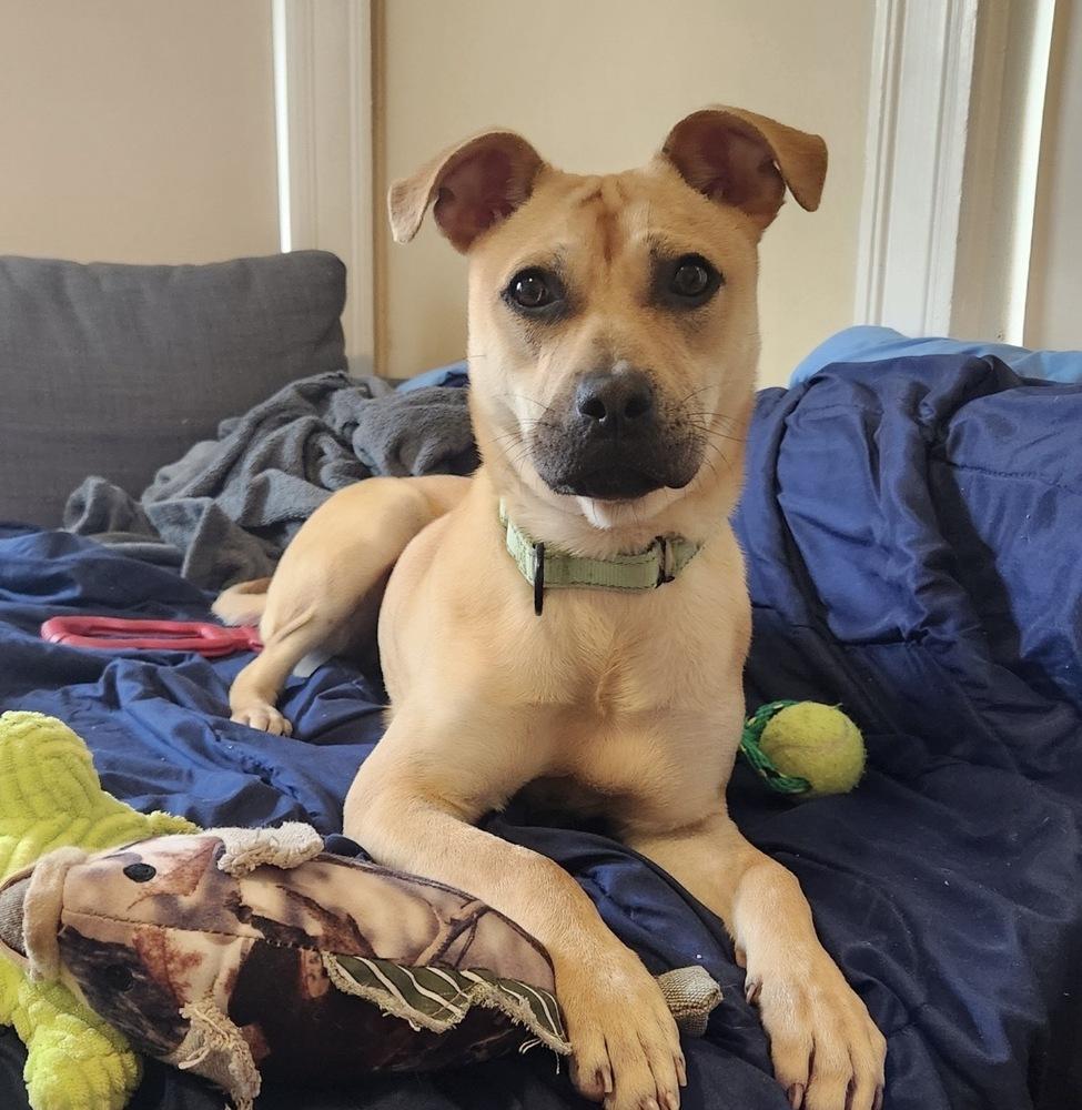 Enlarge Dabney, a Adoptable mixed breed in Boston, MA image 2/5
