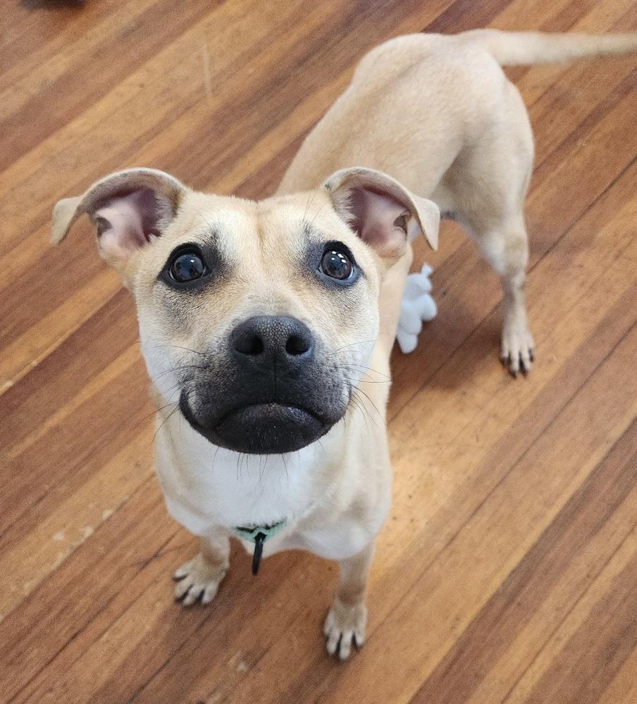 Enlarge Dabney, a Adoptable mixed breed in Boston, MA image 3/5