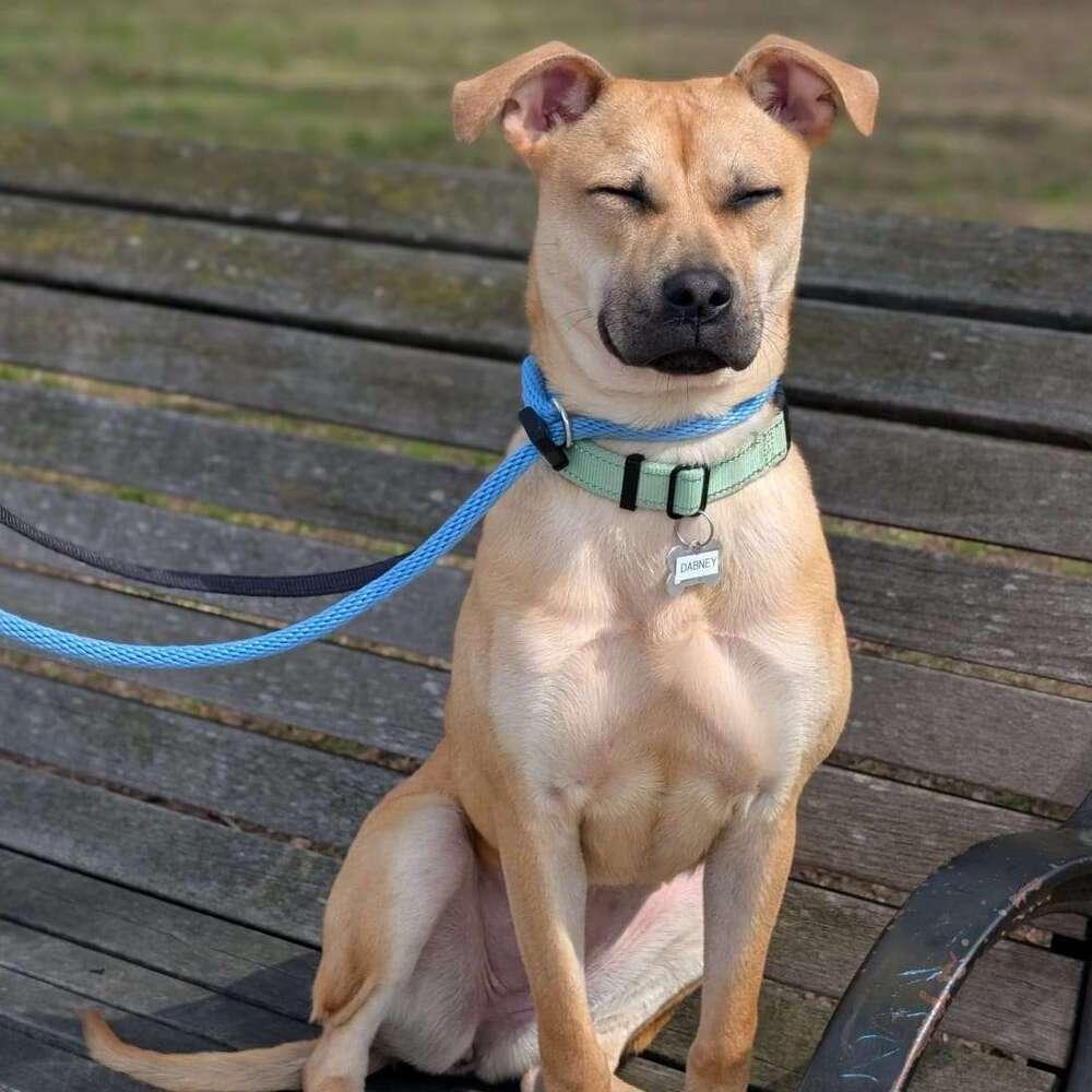 Enlarge Dabney, a Adoptable mixed breed in Boston, MA image 4/5
