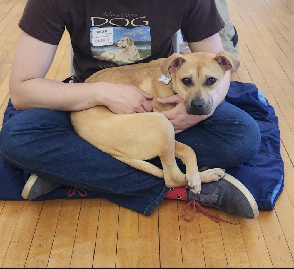 Enlarge Dabney, a Adoptable mixed breed in Boston, MA image 5/5