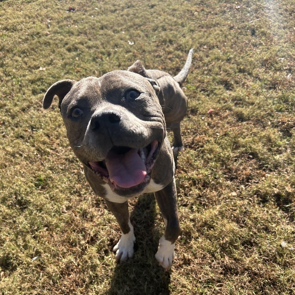 Frank, Adoptable, Young Male Mixed Breed.