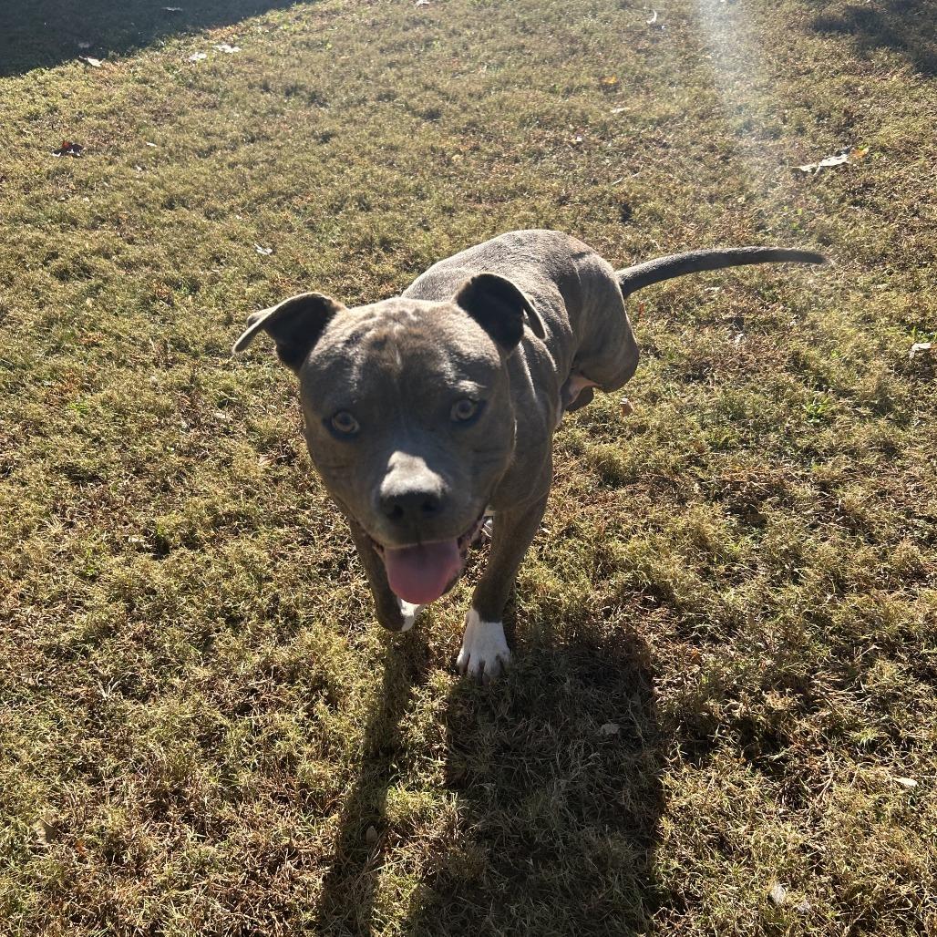 Frank, Adoptable, Young Male Mixed Breed.