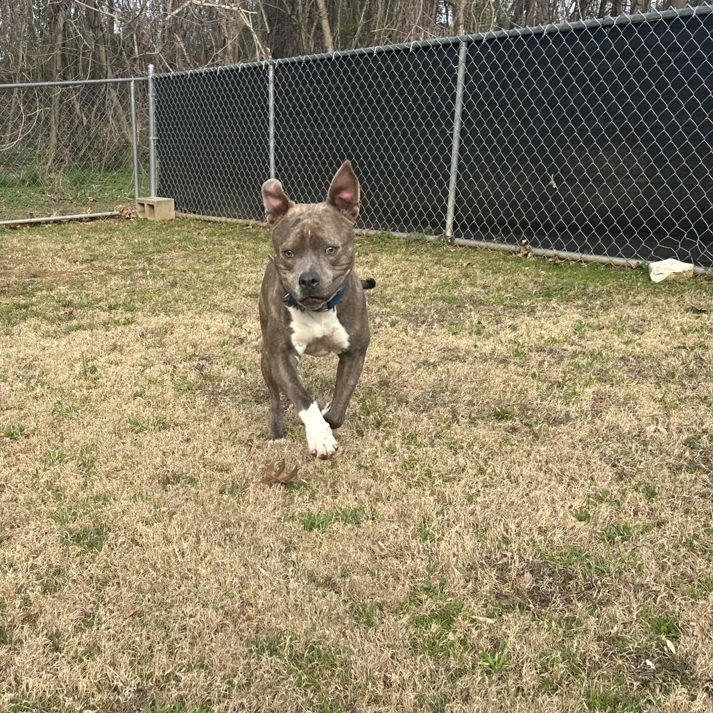Enlarge Frank, a Adoptable Mixed Breed in Auburn, AL image 2/6