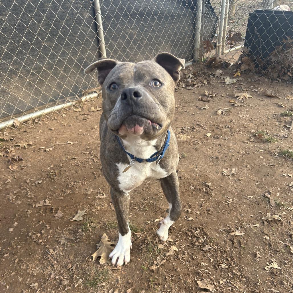 Enlarge Frank, a Adoptable Mixed Breed in Auburn, AL image 3/6