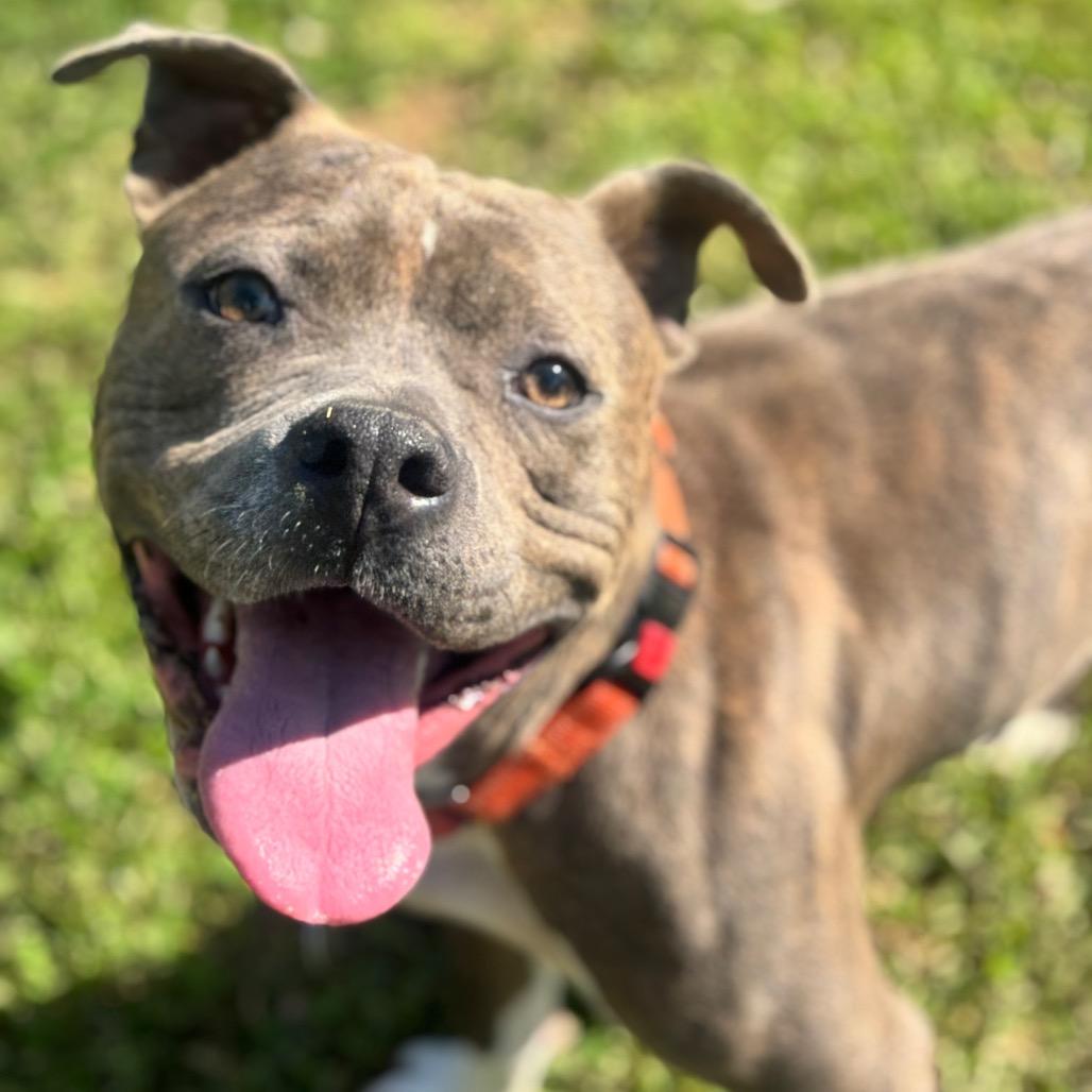 Enlarge Frank, a Adoptable Mixed Breed in Auburn, AL image 3/6