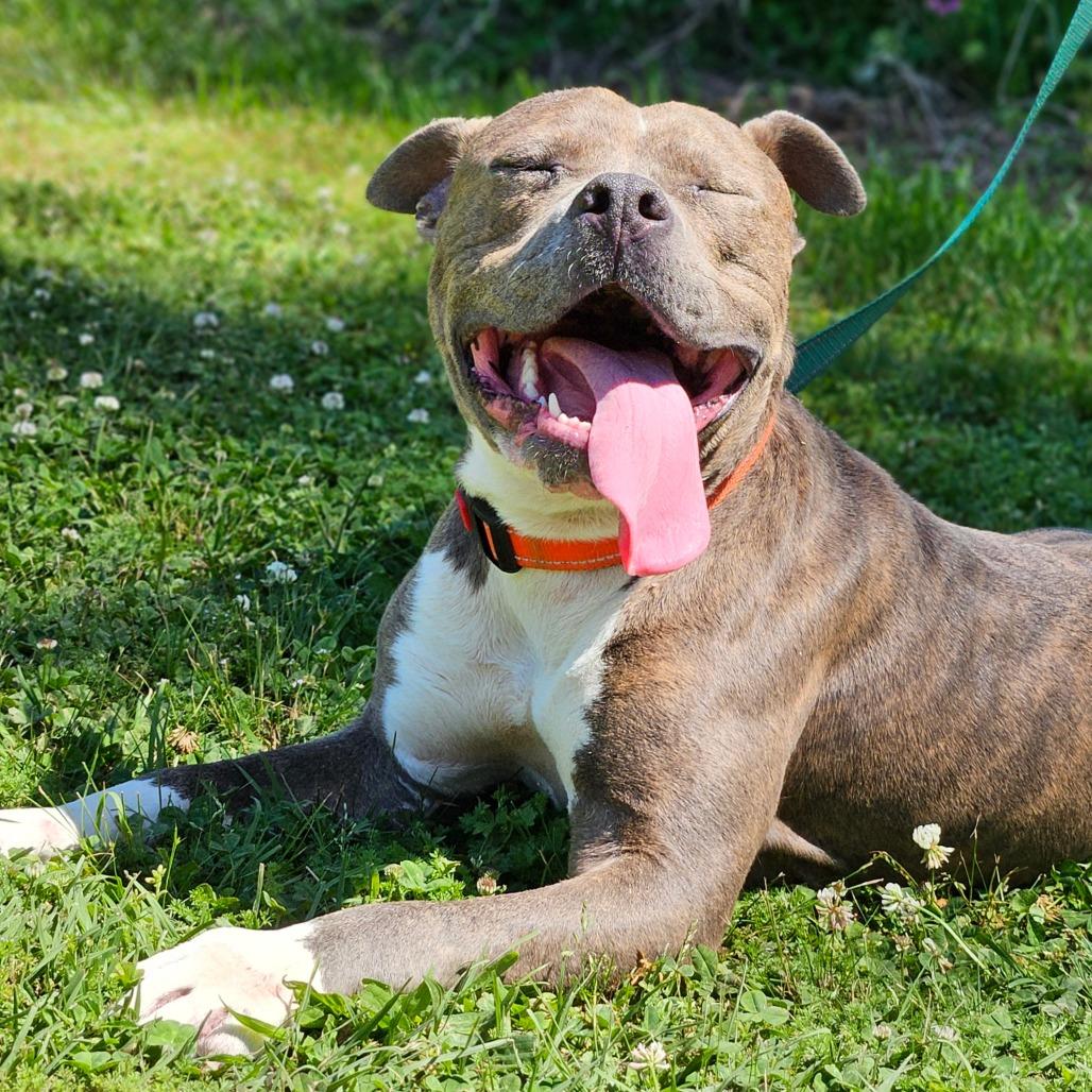 Enlarge Frank, a Adoptable Mixed Breed in Auburn, AL image 4/6